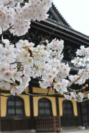 法堂の桜