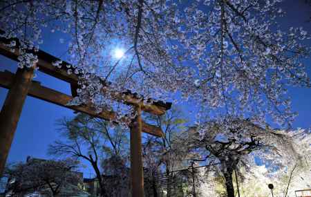 桜スーパームーン2020