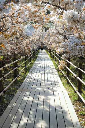 御室桜の木道