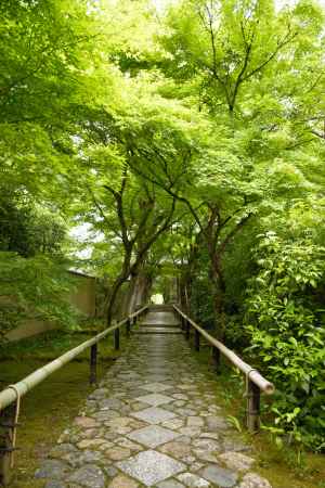 緑のトンネルは続くよどこまでも