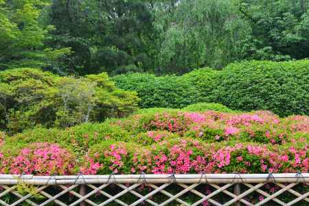 サツキの色が映える