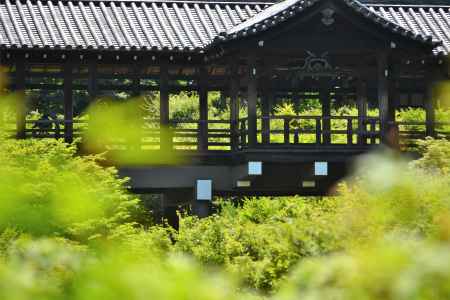 緑陰をわたる風