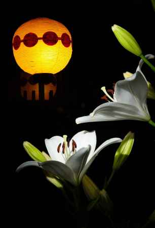 五つ団子とユリ