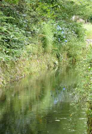 クロード　モネの緑