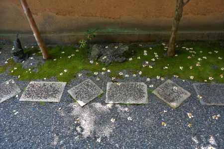 小さな木漏れ日と沙羅の花