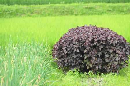 大原の里　紫蘇