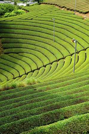 原山の円形茶園