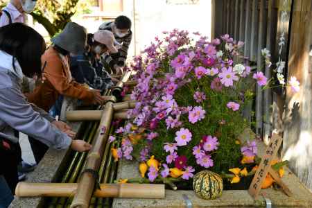花手水　コスモス