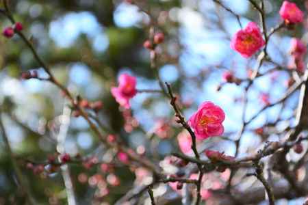 開花が進んでいます