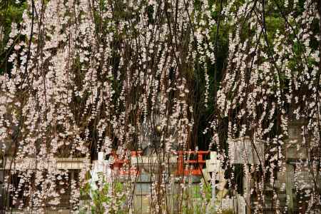 千本釈迦堂　おかめ桜
