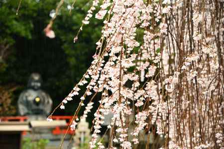 枝垂桜