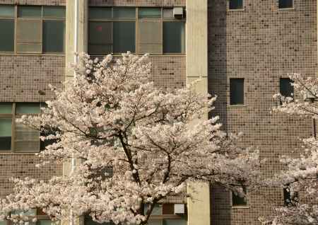 学びと桜　TAKE1
