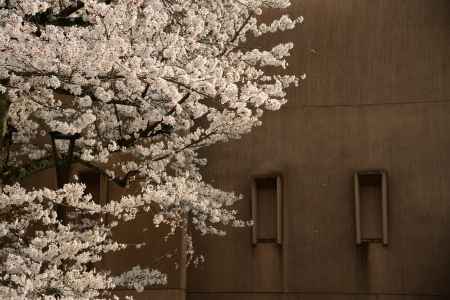 学びと桜　TAKE3