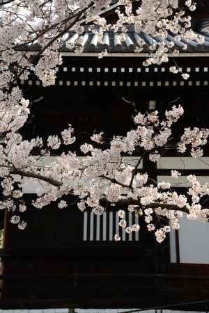 本堂と桜