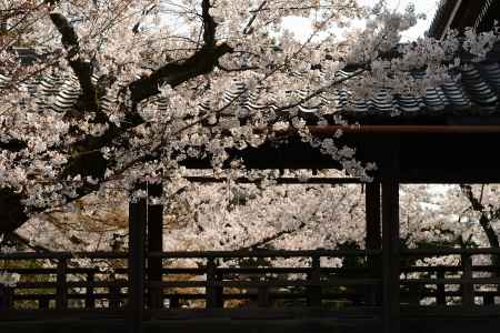 桜の回廊