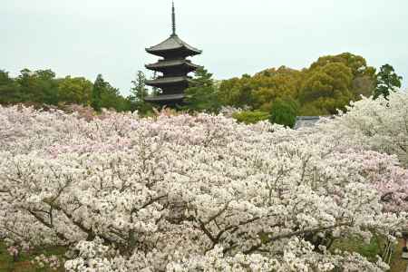 御室の桜　TAKE1