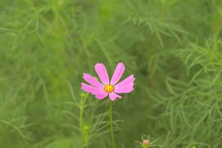 大原の里　コスモス