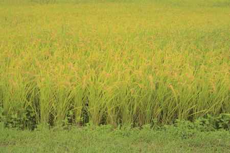 大原の里　稲穂