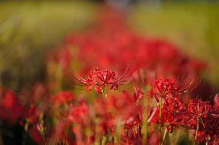 一輪　ひょっこり