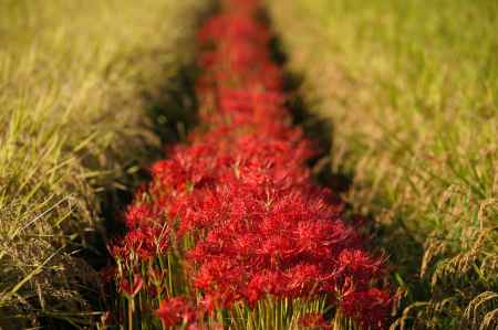 どこまでもレッドカーペット