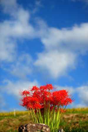 大地から赤い花束