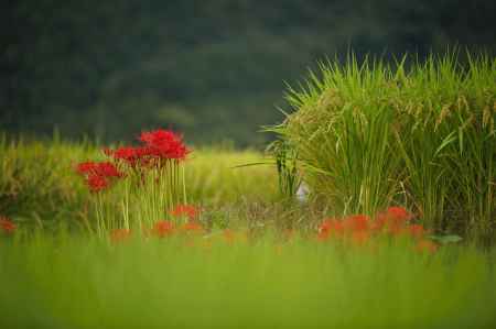 もうすぐお別れだね