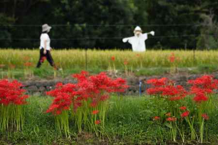 かかしさん　おはよう