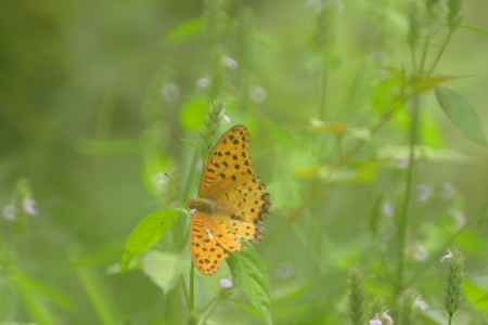 ぼくもいるのを忘れないで