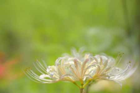 アンもきっと見たよ