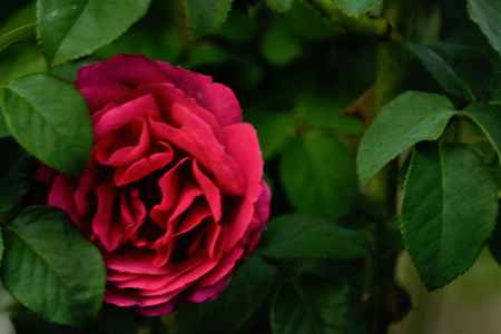 深紅のバラ