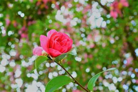 SEKAI NO OWARI「サザンカ」