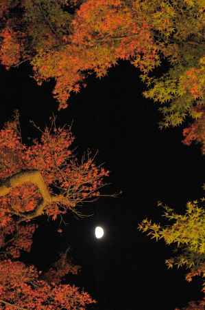 紅葉と月