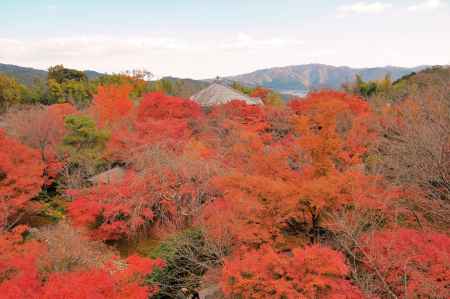 見渡す限りの紅葉