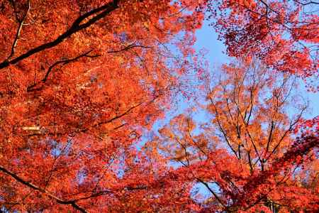 木々の梢も色づいて…