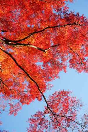 秋色次第に濃く