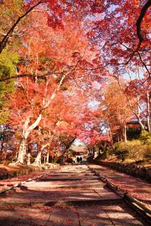 勅使坂　敷もみじ