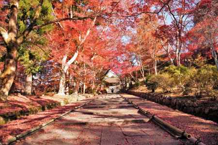 木漏れ日敷モミジ