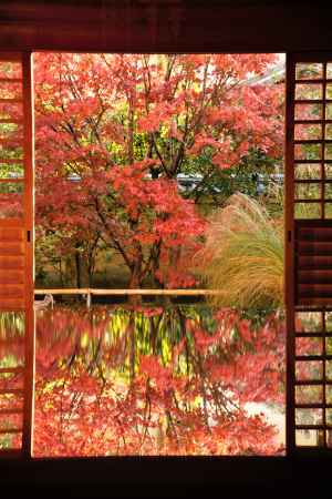 紅リフレクション