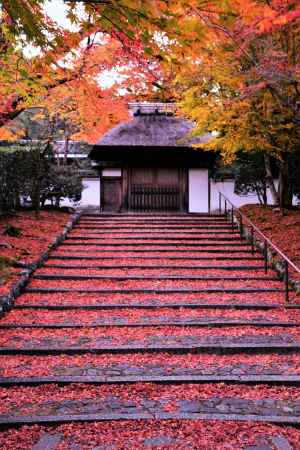 石段　敷モミジ
