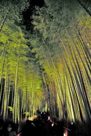 竹林の小径　ライトアップ
