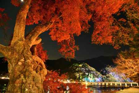 紅葉と渡月橋ライトアップ