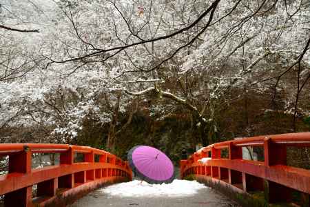 指月橋の雪