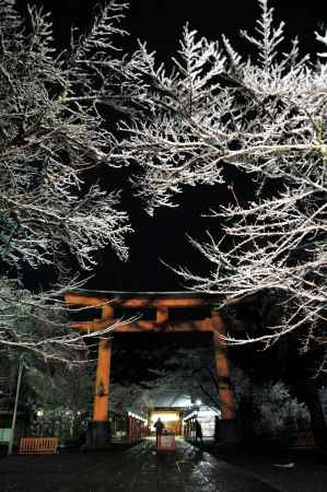 鳥居と不香の花