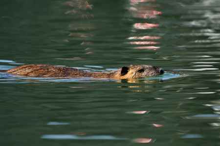 時々ヌートリア