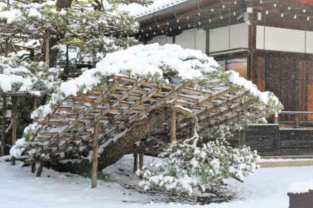 陸舟の松　驟雪
