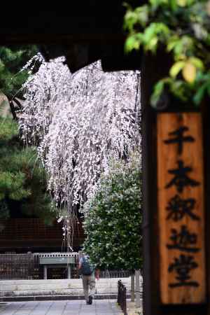 千本釈迦堂さんの春