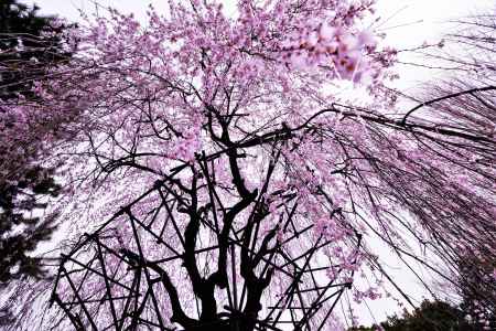 燦燦とおかめ桜