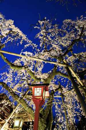 ブルーモーメント魁桜