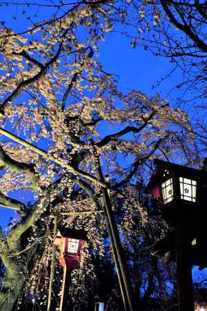 桜は生命力を高める象徴