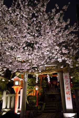 夜桜と辰巳大明神
